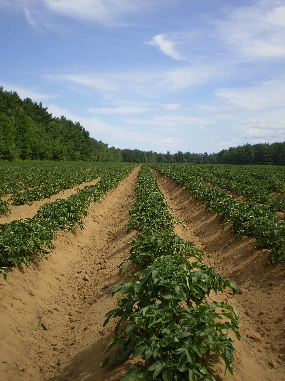 potato, fields, agriculture