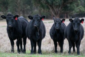 black angus, cows, cattle, angus, nature, animals, bovine, beef, livestock, herd, mammals, farm, rural, agriculture, black angus, black angus, angus, angus, angus, angus, angus