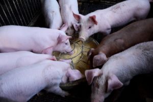 pig, farms, journey, pig, pig, pig, pig, pig