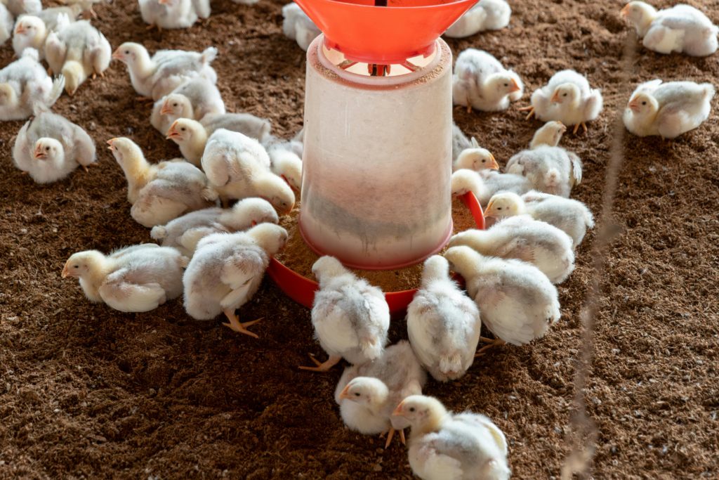 pexels-photo-17064389-17064389 Broiler chickens gathered around a feeder on a poultry farm.